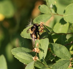 Volucella bombylans