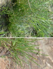 Isolepis setacea