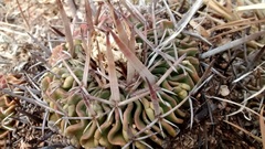 Echinofossulocactus pentacanthus
