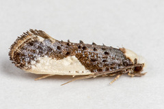 Monopis monachella