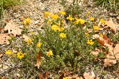 Coronilla minima