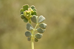 Coronilla minima