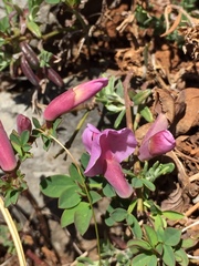 Chamaecytisus purpureus