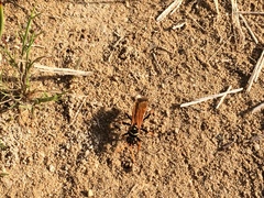 Parabatozonus lacerticida