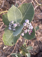 Calotropis procera image