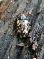 Mycetophagus atomarius