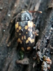 Mycetophagus atomarius