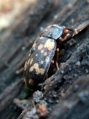 Mycetophagus atomarius