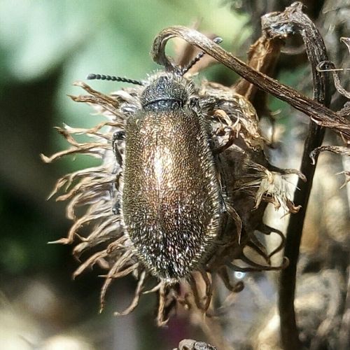 Hairy Darkling Beetle