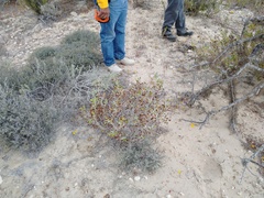 Helianthus niveus