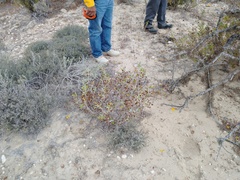 Helianthus niveus