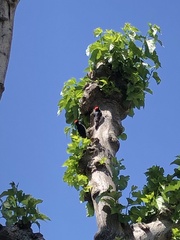 Melanerpes formicivorus