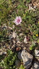 Crepis rubra