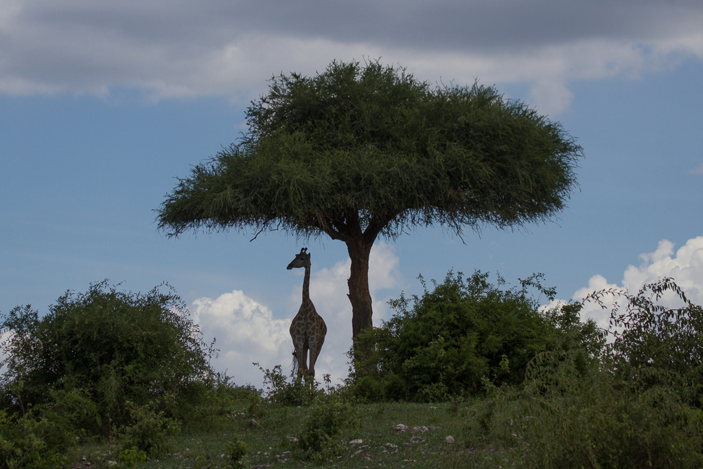 Giraffa giraffa giraffa, Chobe, BW-CH, BW-CH-CH, BW, by andre_vm15