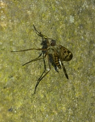Rhagio atlanticus