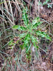 Ptilostemon hispanicus