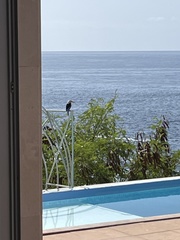 Halcyon leucocephala