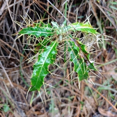 Ptilostemon hispanicus