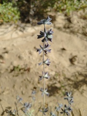 Salvia cedrosensis