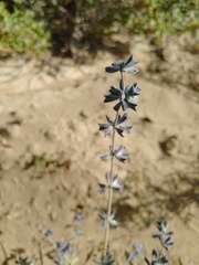 Salvia cedrosensis
