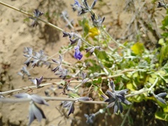 Salvia cedrosensis