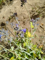 Salvia cedrosensis