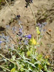 Salvia cedrosensis
