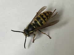 Vespula vulgaris