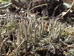 Cladonia rei