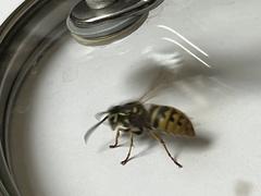 Vespula vulgaris