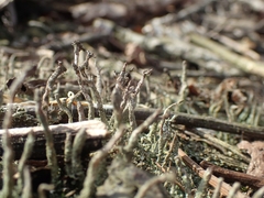 Cladonia rei
