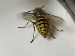 Vespula vulgaris