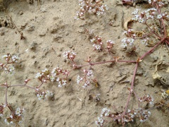 Chorizanthe pulchella