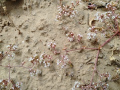 Chorizanthe pulchella