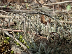 Cladonia rei