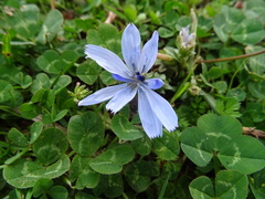 Cichorium intybus