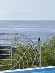 Halcyon leucocephala