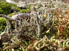Cladonia rei
