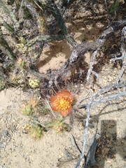Cylindropuntia molesta