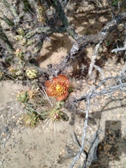 Cylindropuntia molesta