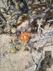 Cylindropuntia molesta