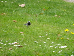 Motacilla alba