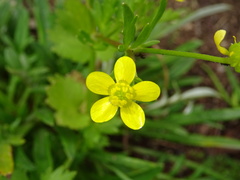 Ranunculus muricatus
