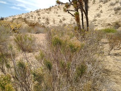 Xylothamia diffusa