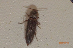 Gambrinus griseus