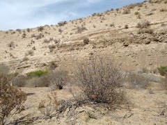 Simmondsia chinensis