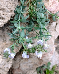 Linaria verticillata