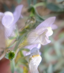 Linaria verticillata