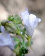 Linaria verticillata