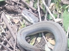 Boa constrictor ortonii